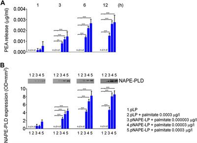 A Palmitoylethanolamide Producing Lactobacillus paracasei Improves Clostridium difficile Toxin A-Induced Colitis